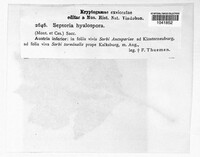 Septoria hyalospora image